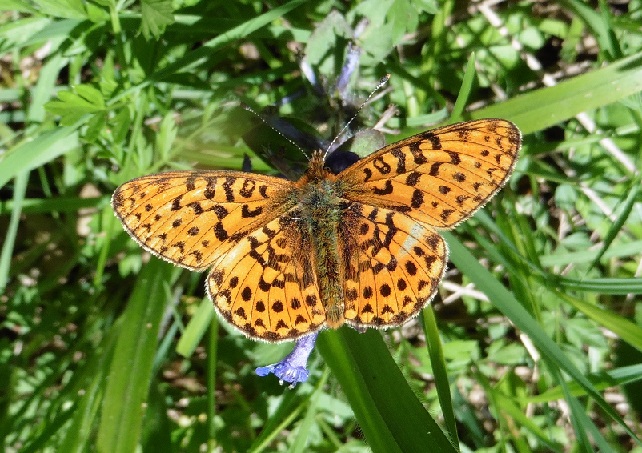 Da identificare: Boloria (Clossiana) euphrosyne